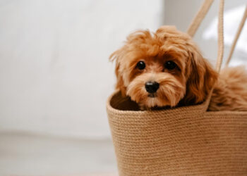 Valplekar: The Swedish Puppy Play That Builds Happy Dogs