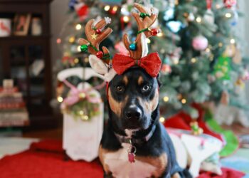 Fur-tastic Holidays: Grooming Tips for a Picture-Perfect Pet