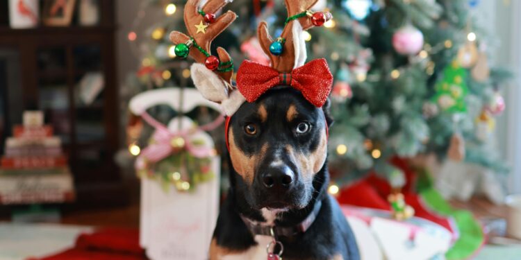 Fur-tastic Holidays: Grooming Tips for a Picture-Perfect Pet