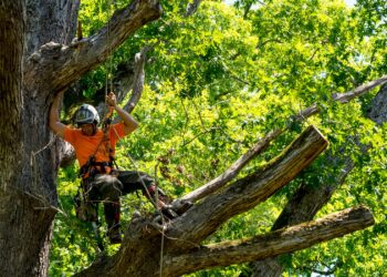 Tree Service