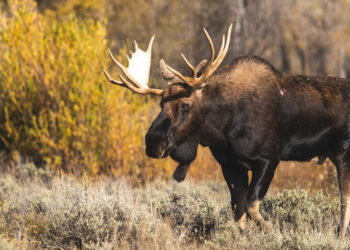 Viltnemnda Explained: Who Handles Wildlife Accidents and Hunting in Norway?