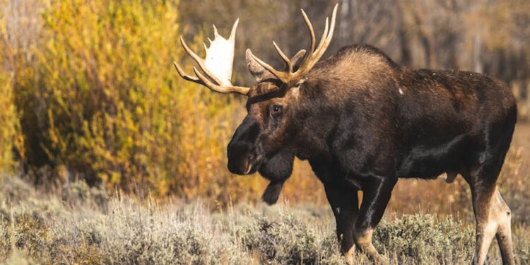 Viltnemnda Explained: Who Handles Wildlife Accidents and Hunting in Norway?