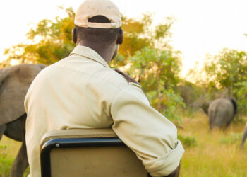 Explore the Best of Kenya & Tanzania Luxury Safari Packages for an Unforgettable African Adventure