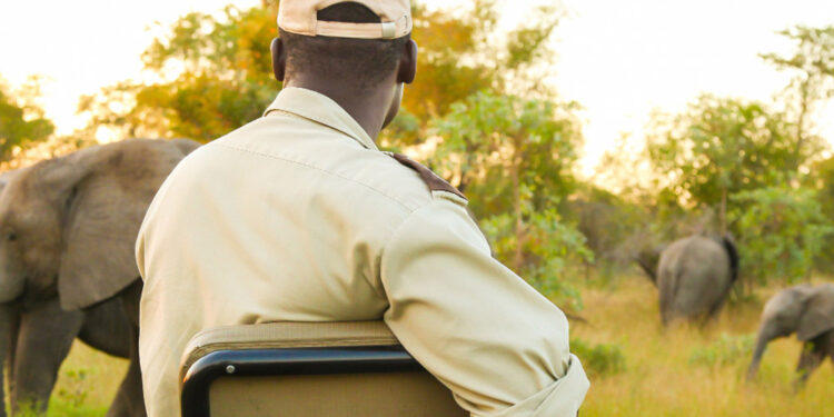 Explore the Best of Kenya & Tanzania Luxury Safari Packages for an Unforgettable African Adventure