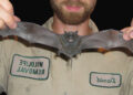 Bat Removal