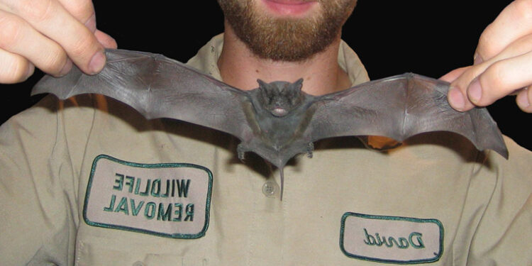 Bat Removal